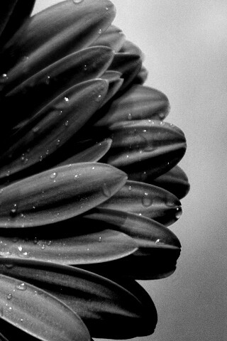 Красная гербера обои