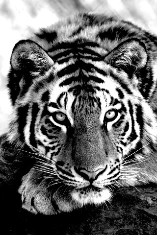 Большая полосатая кошка обои