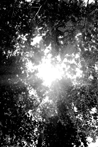 Яркий зеленоватый свет пробивающийся сквозь листву обои