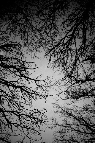 Голые кроны деревьев на фоне неба обои