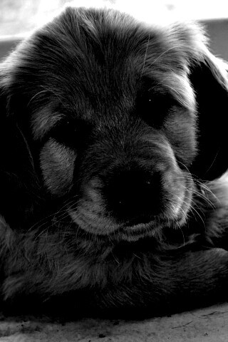 Сонный щенок лабрадора обои