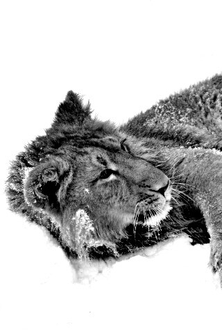 Львёнок в снегу обои