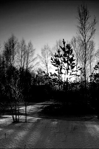 Зимний лес обои