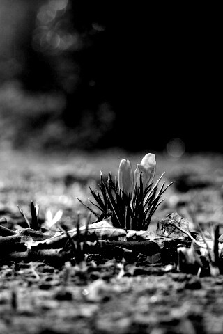 Весенняя трава и цветы обои