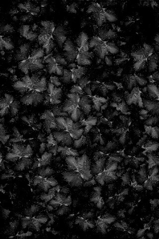 Осенние листья обои