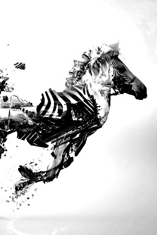 Зебра и бонсай обои