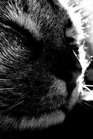 Спящий на солнце рыжий кот обои