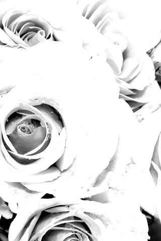 Букет розовых роз обои