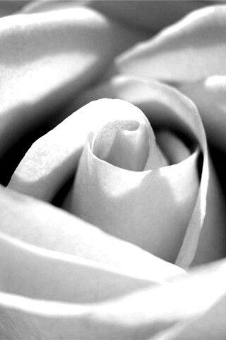 Фиолетовая роза макро обои