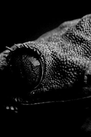 Ящерка обои