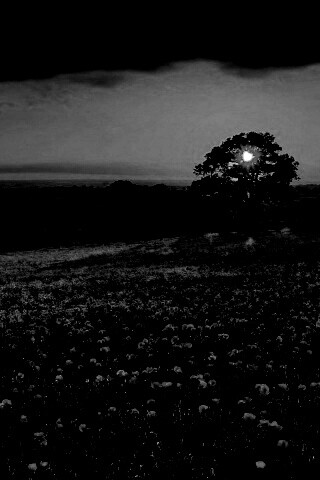 Закат на поле красных цветов обои