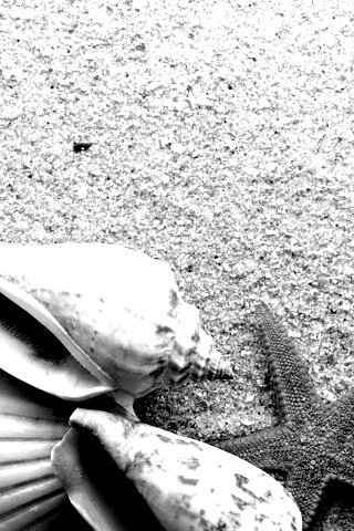 Морские раковины и звезды обои