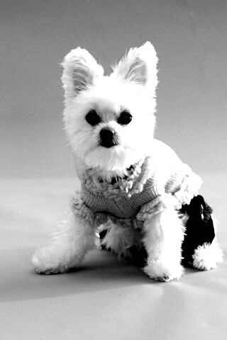 Собачка в свитере обои