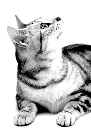 Котэ смотрит наверх обои