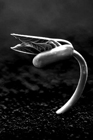 Макро фото зелёного росточка обои