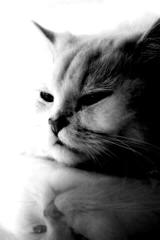 Пушистый домосед обои