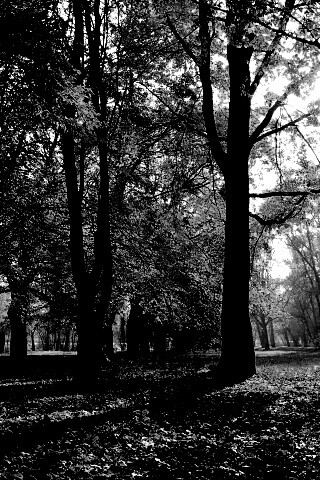 Осенний листопад в парке обои