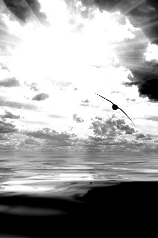 Лети как птица над волнами обои