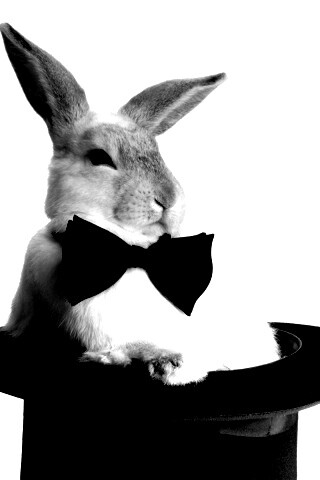 Кролик в цилиндре фокусника обои