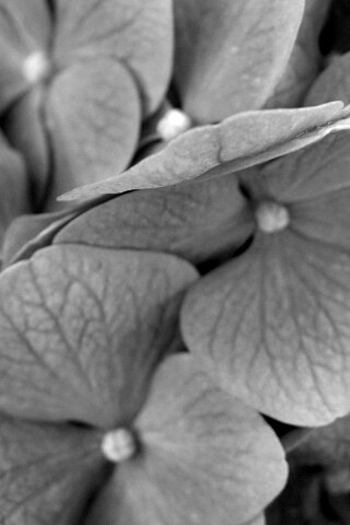 Фиолетовые нежные цветы обои