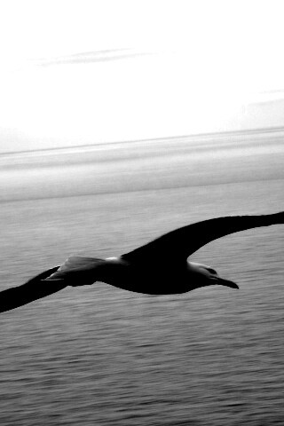 Чайка в полете обои