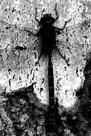 Стрекоза на дереве обои