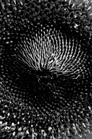 Недозревший подсолнух обои