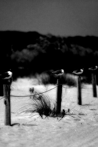 Птички на столбиках обои