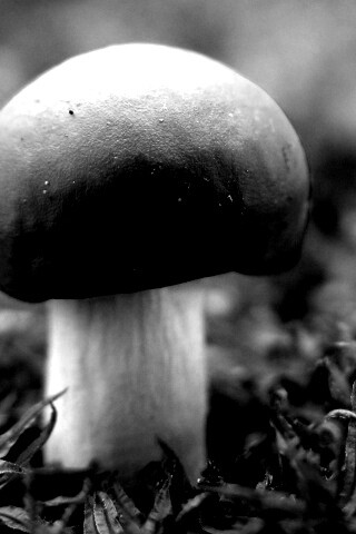 Грибок с красной шапкой обои