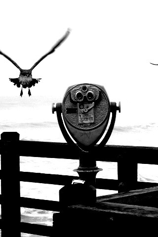 Чайки на перилах пирса обои