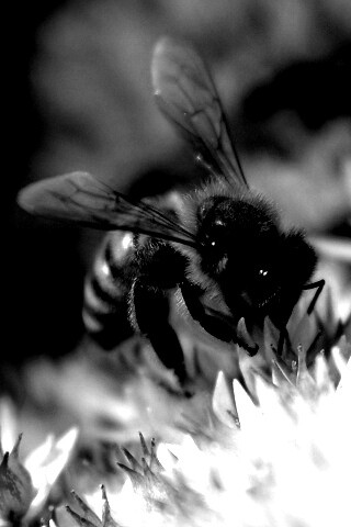 Пчела собирает пыльцу обои