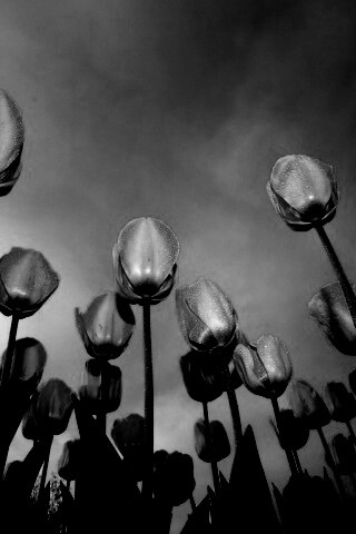 Жёлтые тюльпаны обои