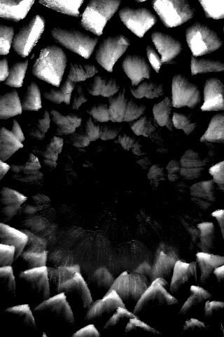 Сердцевина цветка обои