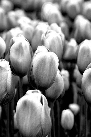 Море розовых тюльпанов обои