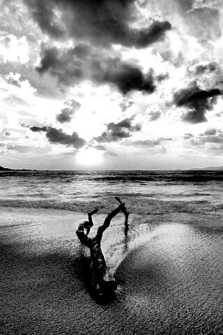 Коряга на пляже обои