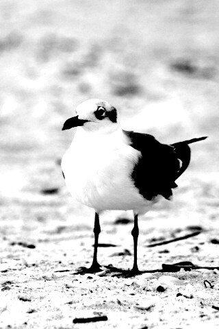 Важная чайка обои