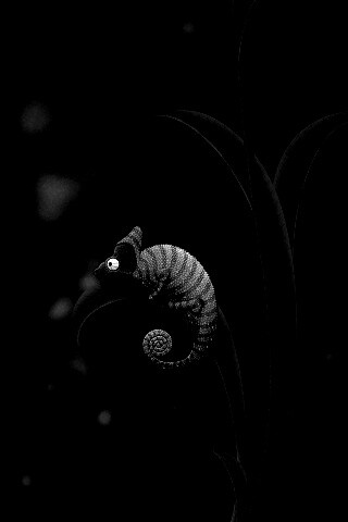 Хамелеон замаскированный под улитку обои