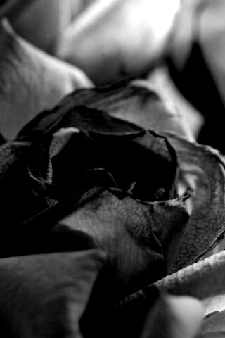 Увядающая роза обои