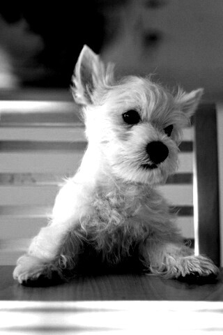 Щенок на стуле обои