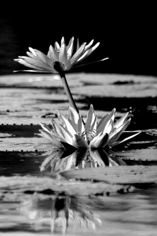 Цветущие кувшинки обои