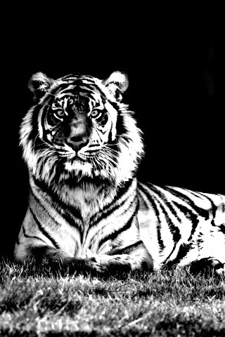 Величественный тигр обои