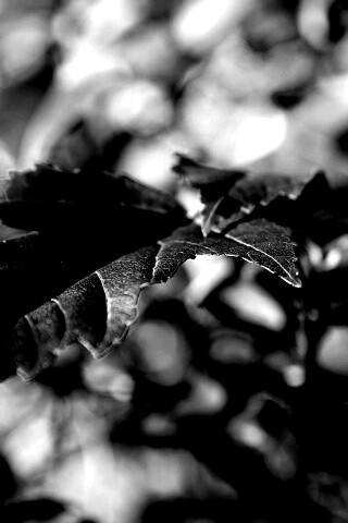 Красивые осенние листья в баговых цветах обои