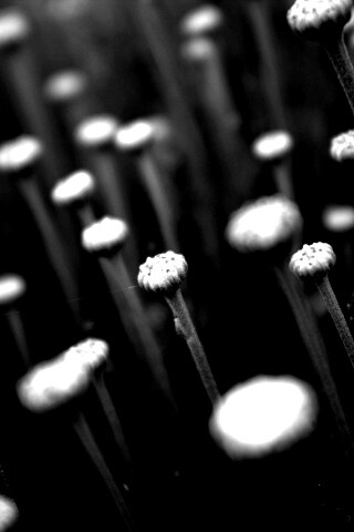 Молодые стебли обои