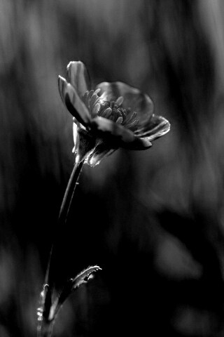 Маленький жёлтый цветочек обои