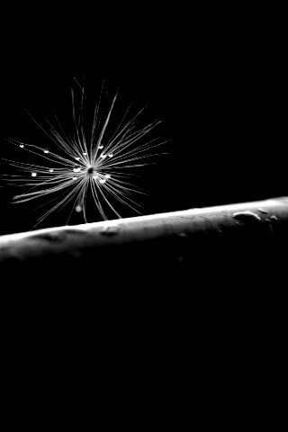 Прилипшая пушинка обои