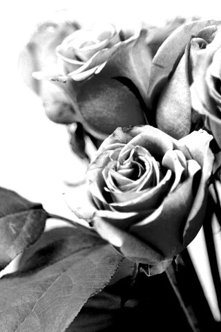 Букет розовых роз обои