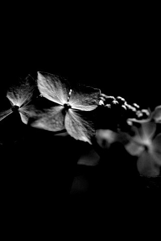 Нежно-синие цветы обои