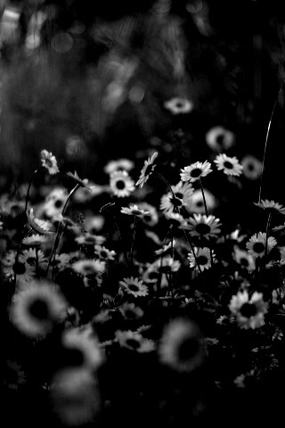 Поле ромашек обои