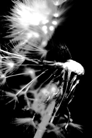 Сдутый одуванчик обои