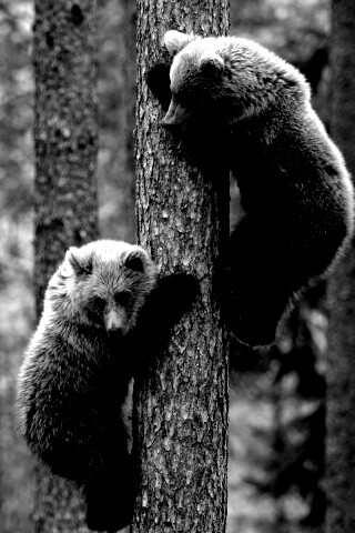 Медвежата обои